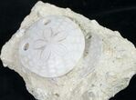 Beautiful Fossil Sand Dollar - France #8826-1